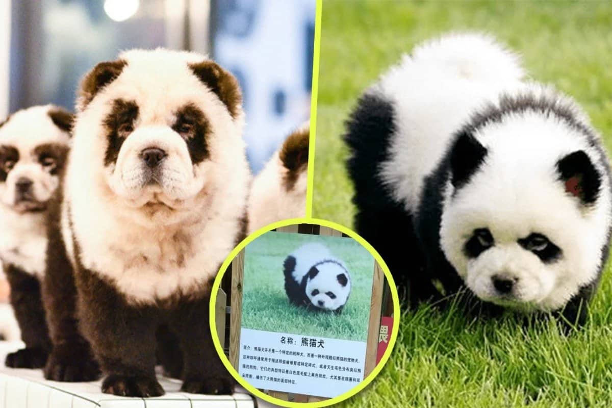 Китайские «Панда-собаки» на самом деле это окрашенные щенки, что вызывает обвинения в жестоком обращении с животными