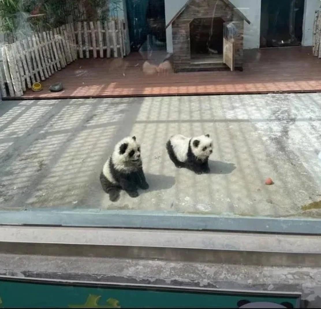 Китайские «Панда-собаки» на самом деле это окрашенные щенки, что вызывает обвинения в жестоком обращении с животными